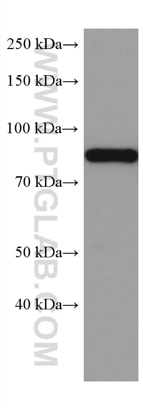 WB analysis of PC-12 using 67313-1-Ig