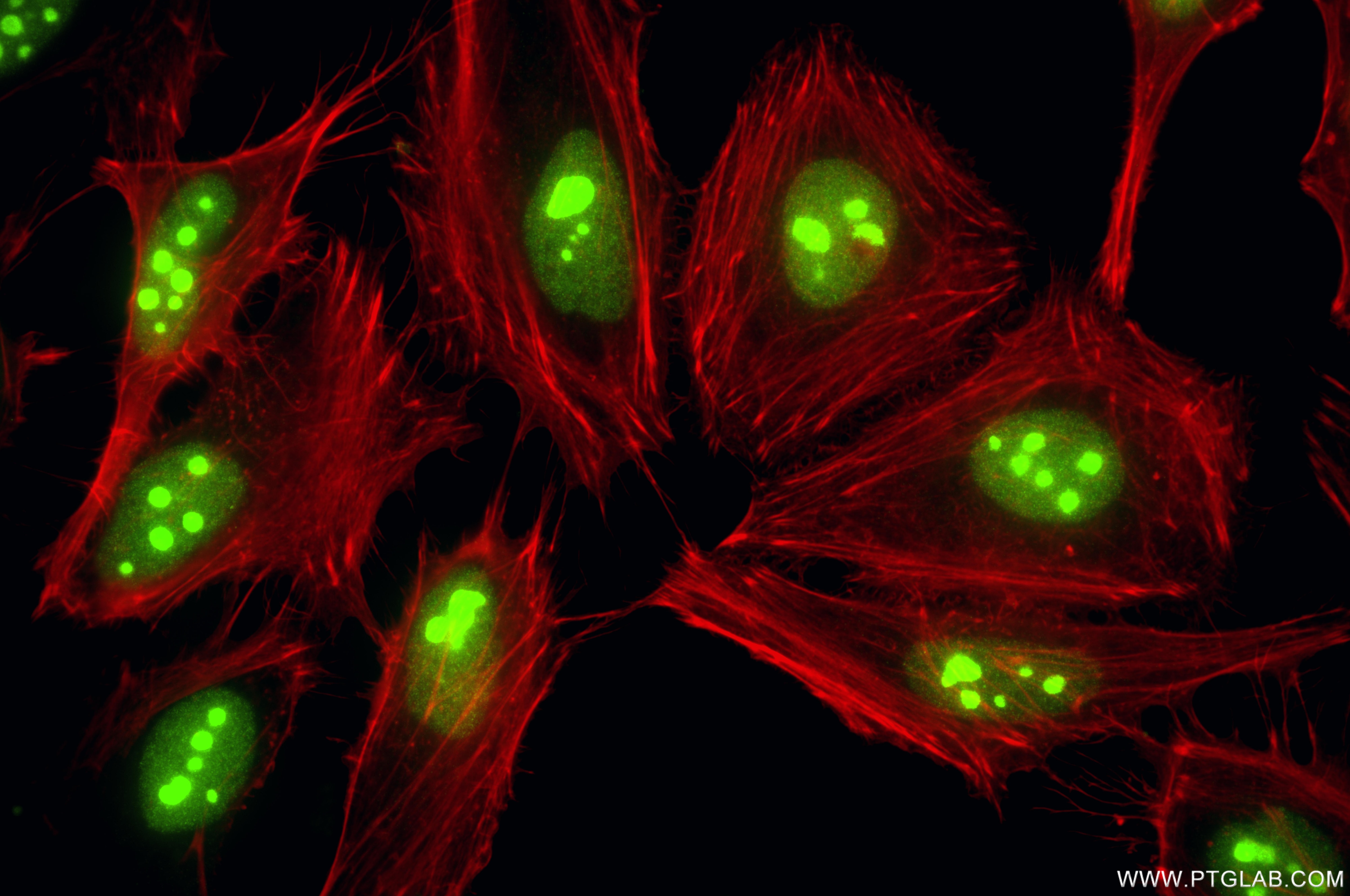 Immunofluorescent analysis of (4% PFA) fixed HeLa cells using SSRP1 antibody (84673-5-RR, Clone: 242102H8 ) at dilution of 1:1000 and CoraLite®488-Conjugated Goat Anti-Rabbit IgG(H+L) (SA00013-2), CL594-Phalloidin (red). Immunofluorescence (IF) / fluorescent staining of HeLa cells using SSRP1 Recombinant monoclonal antibody (84673-5-RR)
