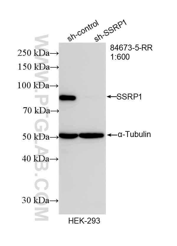 Western Blot (WB) analysis of HEK-293 cells using SSRP1 Recombinant antibody (84673-5-RR)
