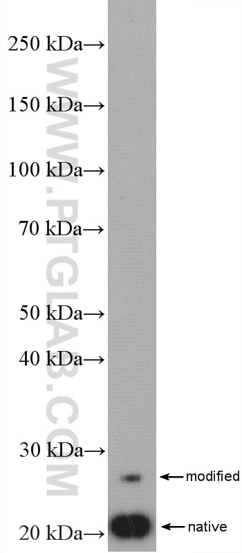 Western Blot (WB) analysis of HeLa cells using SSSCA1 Polyclonal antibody (12273-1-AP)