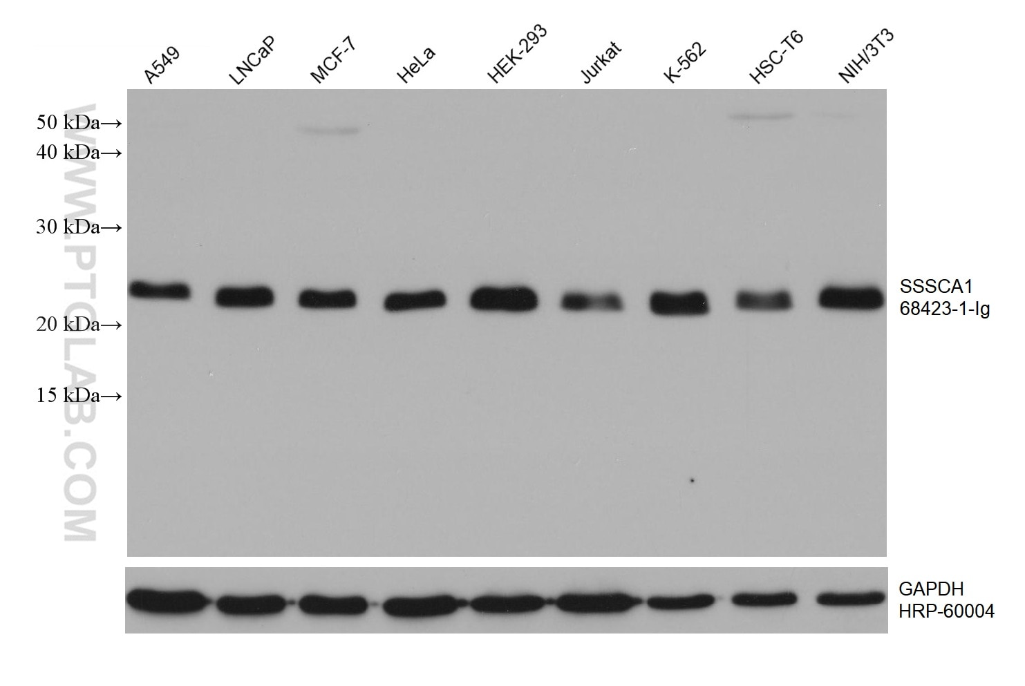 Western Blot (WB) analysis of various lysates using SSSCA1 Monoclonal antibody (68423-1-Ig)