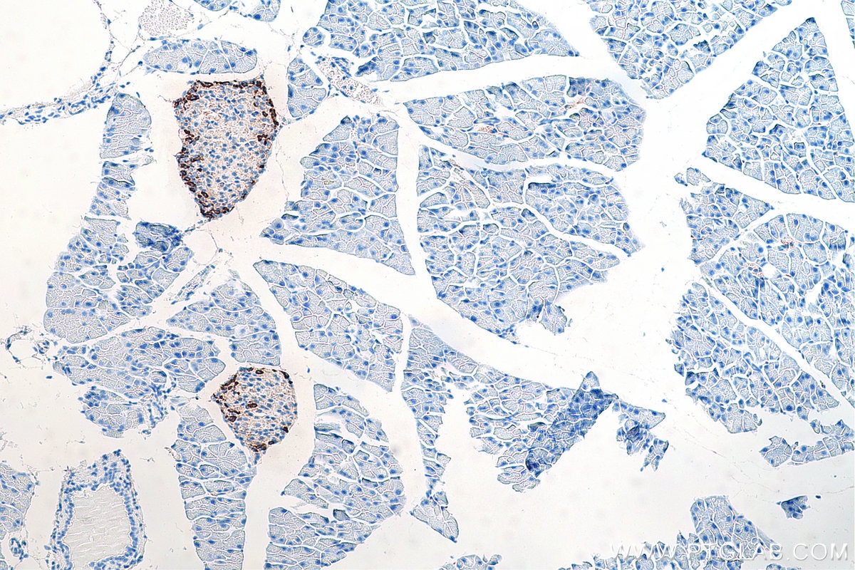 Immunohistochemistry (IHC) staining of mouse pancreas tissue using Somatostatin (64-81aa) Polyclonal antibody (17512-1-AP)