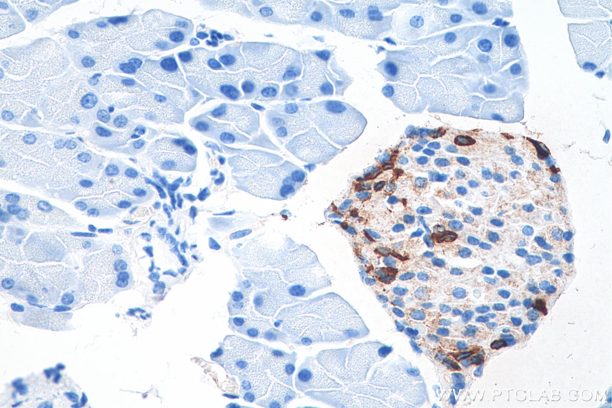 Immunohistochemistry (IHC) staining of mouse pancreas tissue using Somatostatin (64-81aa) Polyclonal antibody (17512-1-AP)