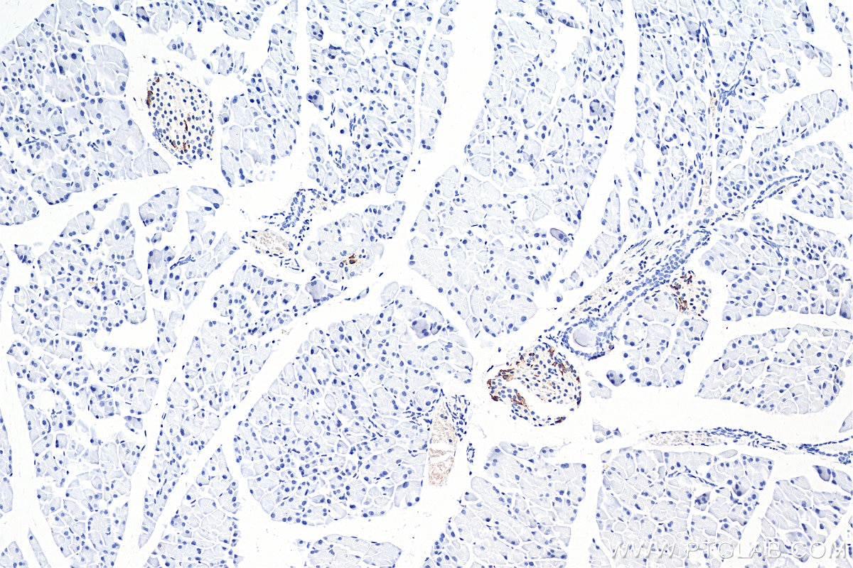 Immunohistochemistry (IHC) staining of mouse pancreas tissue using Somatostatin (64-81aa) Polyclonal antibody (17512-1-AP)