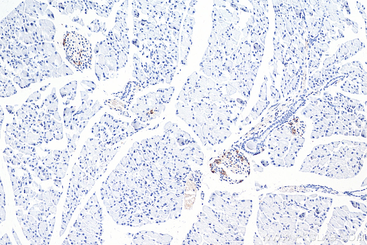 IHC staining of mouse pancreas using 17512-1-AP