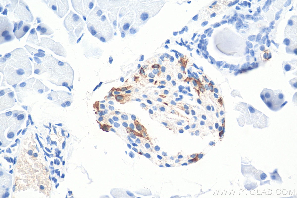 Immunohistochemistry (IHC) staining of mouse pancreas tissue using Somatostatin (64-81aa) Polyclonal antibody (17512-1-AP)