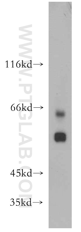 Western Blot (WB) analysis of L02 cells using SSTR1 Polyclonal antibody (20587-1-AP)
