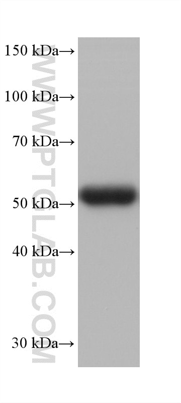Western Blot (WB) analysis of pig brain tissue using SSTR1 Monoclonal antibody (60681-2-Ig)