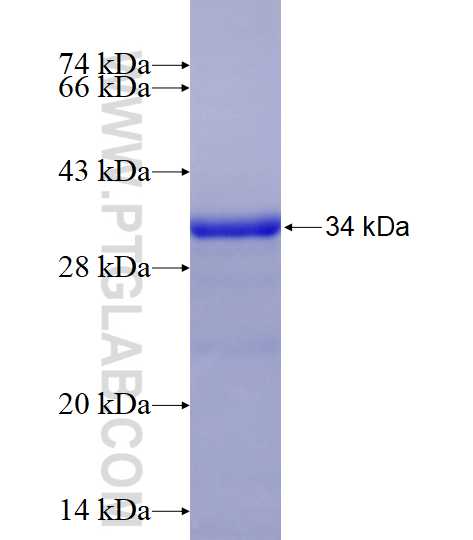 SSTR1 fusion protein Ag14287 SDS-PAGE