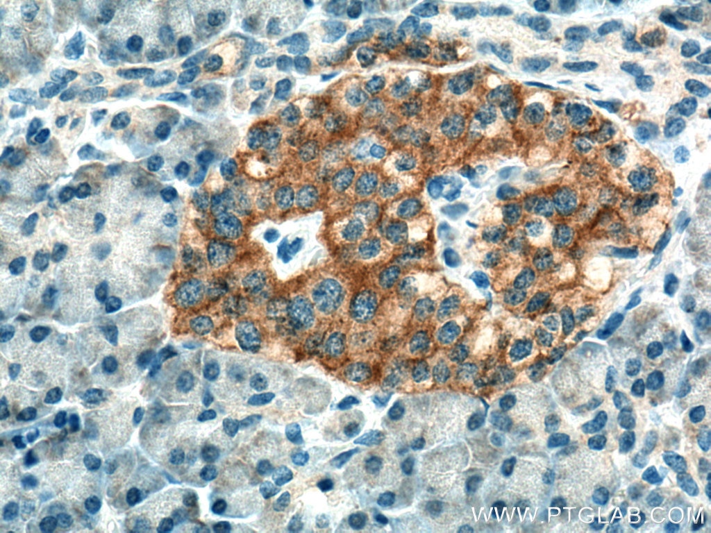 Immunohistochemistry (IHC) staining of human pancreas tissue using SSTR2 Polyclonal antibody (20404-1-AP)