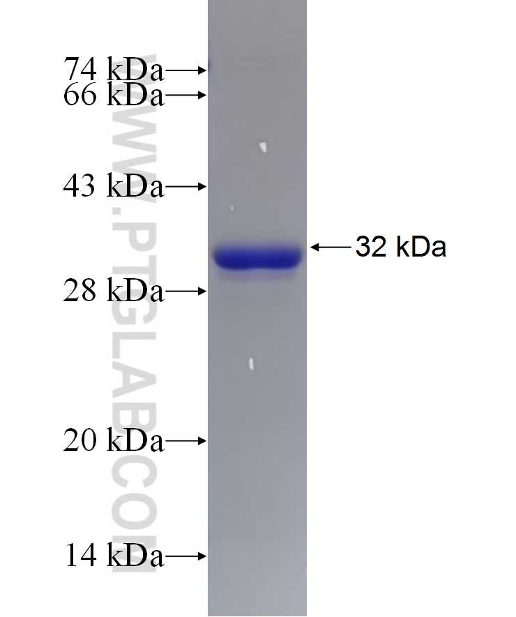 SSTR2 fusion protein Ag14205 SDS-PAGE