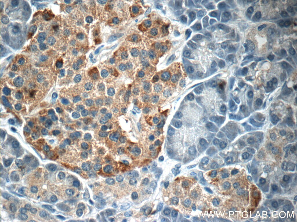 Immunohistochemistry (IHC) staining of human pancreas tissue using SSTR3 Polyclonal antibody (20696-1-AP)