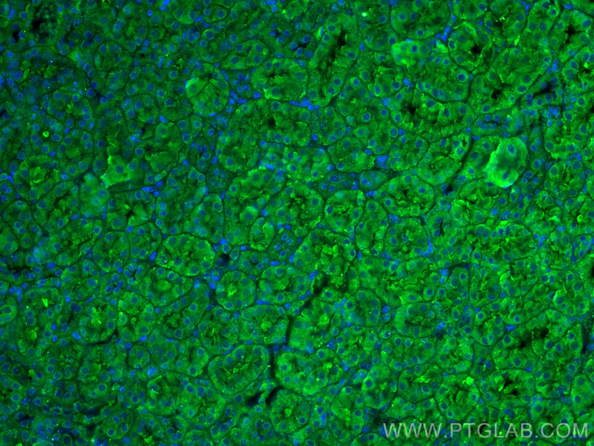 Immunofluorescence (IF) / fluorescent staining of mouse kidney tissue using SSTR5 Monoclonal antibody (66772-1-Ig)