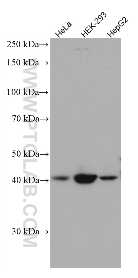 Western Blot (WB) analysis of various lysates using SSTR5 Monoclonal antibody (66772-1-Ig)