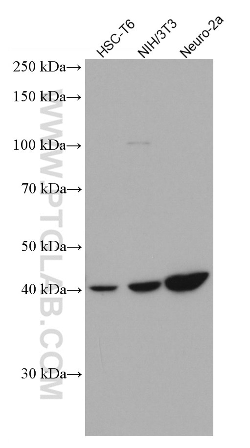 Western Blot (WB) analysis of various lysates using SSTR5 Monoclonal antibody (66772-1-Ig)