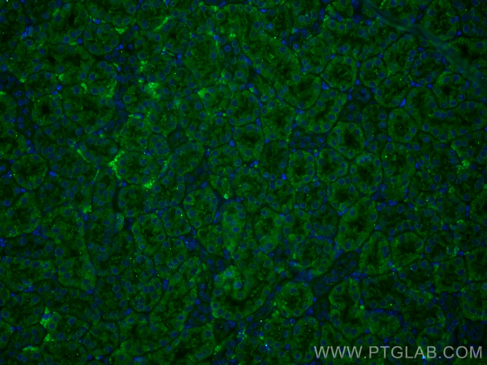 Immunofluorescence (IF) / fluorescent staining of mouse kidney tissue using CoraLite® Plus 488-conjugated SSTR5 Monoclonal ant (CL488-66772)