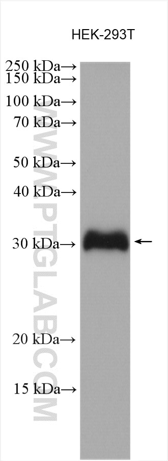 Western Blot (WB) analysis of various lysates using SSU72 Polyclonal antibody (15434-1-AP)