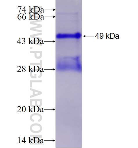 SSU72 fusion protein Ag7699 SDS-PAGE