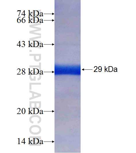 SSU72 fusion protein Ag7948 SDS-PAGE