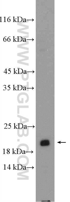 Western Blot (WB) analysis of HepG2 cells using SSX1 Polyclonal antibody (11670-1-AP)