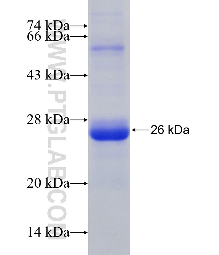 SSX2 fusion protein Ag30887 SDS-PAGE