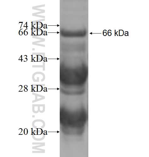 SSX2IP fusion protein Ag4584 SDS-PAGE