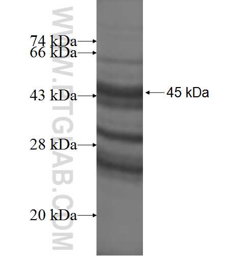 SSX3 fusion protein Ag8469 SDS-PAGE