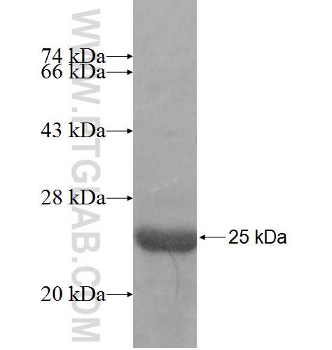 SSX3 fusion protein Ag8613 SDS-PAGE