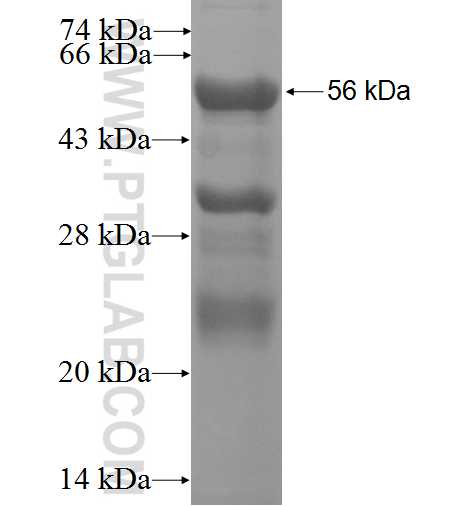 SSX5 fusion protein Ag3095 SDS-PAGE