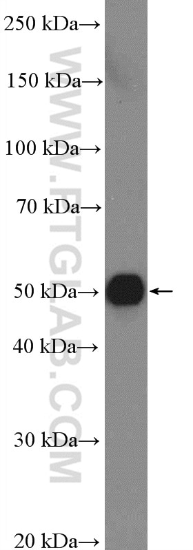 Western Blot (WB) analysis of HEK-293 cells using ST13 Polyclonal antibody (26581-1-AP)
