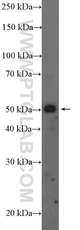 Western Blot (WB) analysis of mouse testis tissue using ST13 Polyclonal antibody (26581-1-AP)