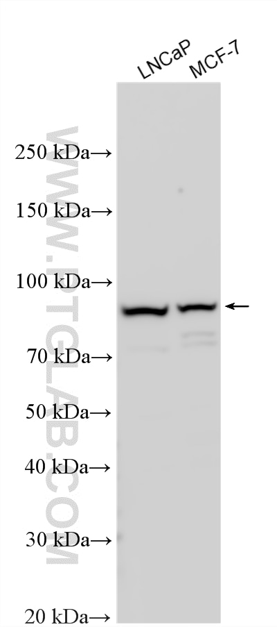 Western Blot (WB) analysis of various lysates using ST14 Polyclonal antibody (27176-1-AP)