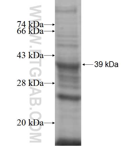 ST14 fusion protein Ag5924 SDS-PAGE