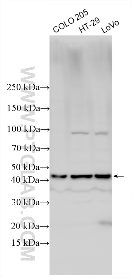 Western Blot (WB) analysis of various lysates using ST3GAL2 Polyclonal antibody (13620-1-AP)