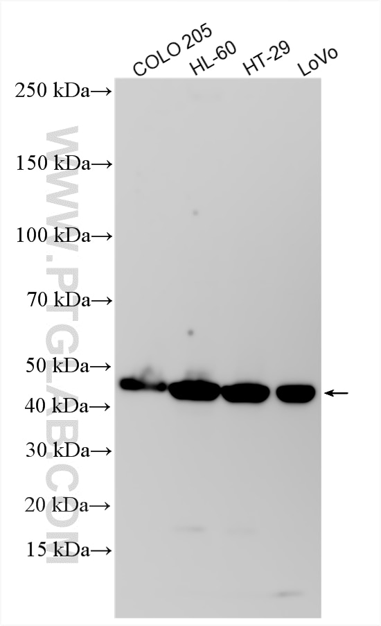 WB analysis using 13620-1-AP (same clone as 13620-1-PBS) Western Blot (WB) analysis of various lysates using ST3GAL2 Polyclonal antibody (13620-1-AP)