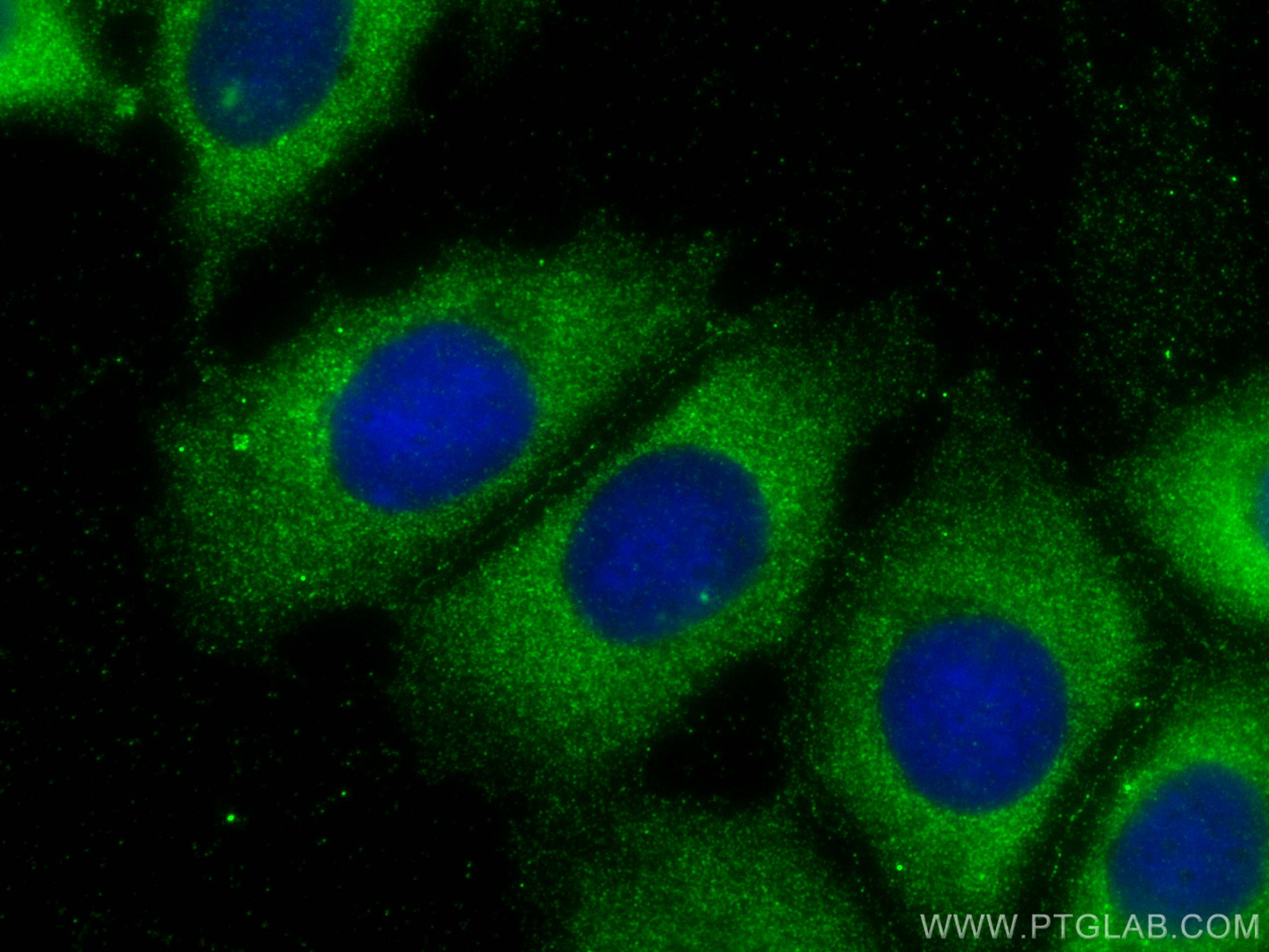 Immunofluorescence (IF) / fluorescent staining of U2OS cells using ST3GAL5 Polyclonal antibody (30120-1-AP)