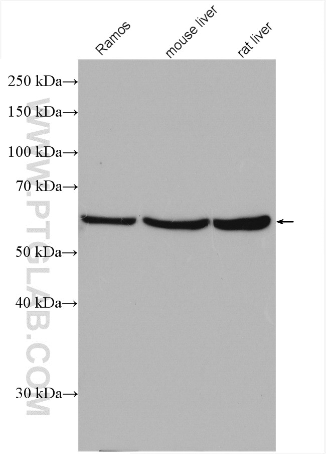 WB analysis using 14355-1-AP