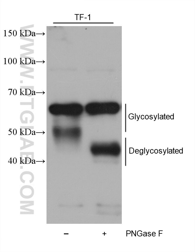 Western Blot (WB) analysis of TF-1 cells using ST6GAL1 Monoclonal antibody (68633-1-Ig)