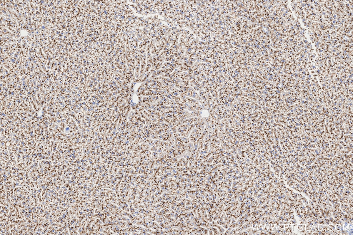 IHC staining of mouse liver using 87468-1-RR Immunohistochemistry (IHC) staining of mouse liver tissue using ST6GAL1 Recombinant monoclonal antibody (87468-1-RR)