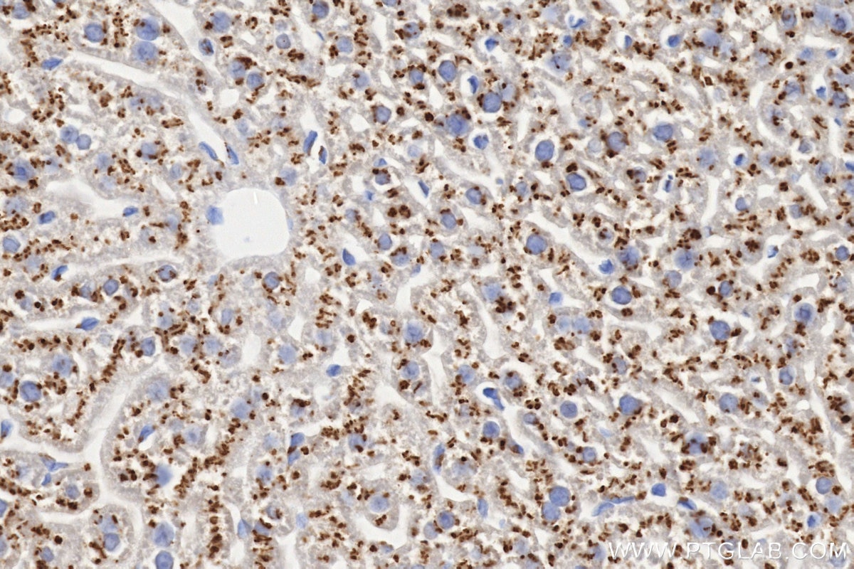 IHC staining of mouse liver using 87468-1-RR Immunohistochemistry (IHC) staining of mouse liver tissue using ST6GAL1 Recombinant monoclonal antibody (87468-1-RR)