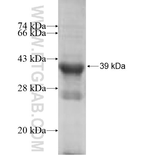 ST6GALNAC4 fusion protein Ag7995 SDS-PAGE