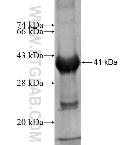 ST6GALNAC5 fusion protein Ag9718 SDS-PAGE