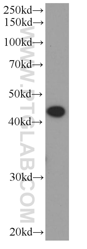 Western Blot (WB) analysis of COLO 320 cells using ST6GALNAC6 Monoclonal antibody (66209-1-Ig)