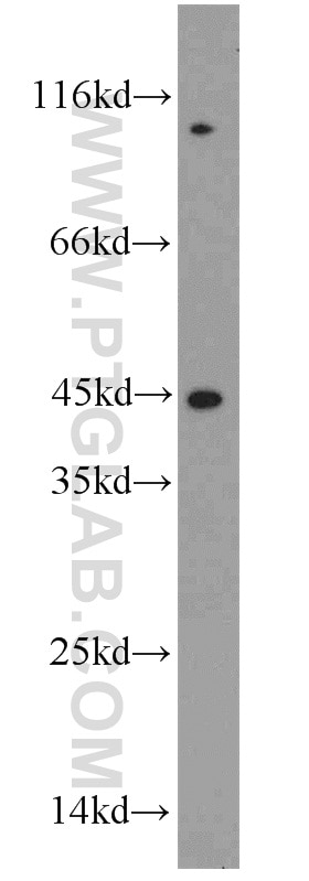 Western Blot (WB) analysis of mouse liver tissue using ST8SIA3 Polyclonal antibody (18004-1-AP)