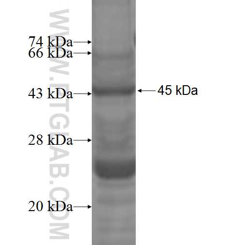 ST8SIA4 fusion protein Ag3815 SDS-PAGE