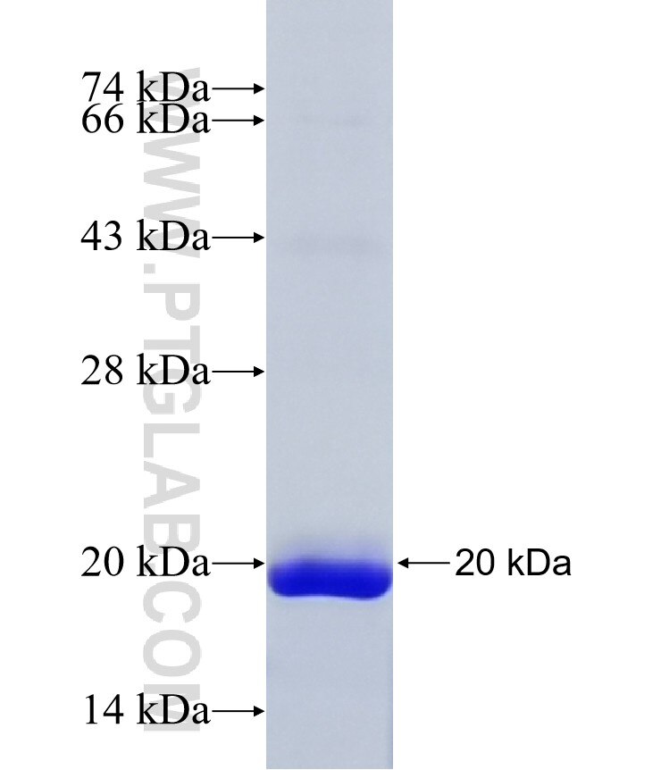 STAB2 fusion protein Ag35346 SDS-PAGE