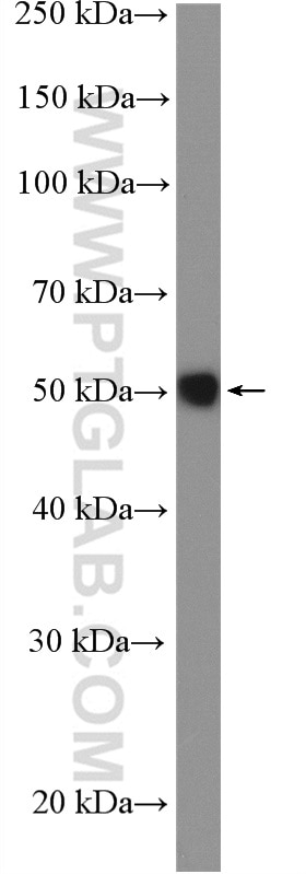 Western Blot (WB) analysis of mouse liver tissue using STAC Polyclonal antibody (11480-1-AP)
