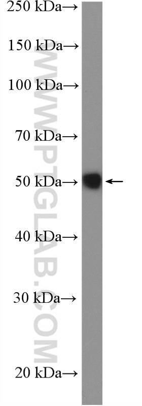 WB analysis of mouse liver using 11480-1-AP