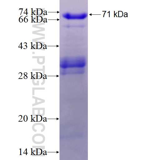 STAC fusion protein Ag2059 SDS-PAGE