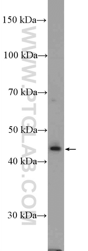 Western Blot (WB) analysis of SH-SY5Y cells using STAC2 Polyclonal antibody (24274-1-AP)